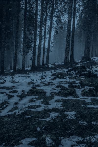 Cold Blood Bride