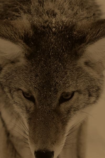 Sworn to the Alpha